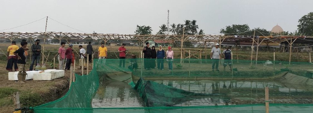 Budidaya Sidat Kolam Tanah dengan Jaring Biosecurity
