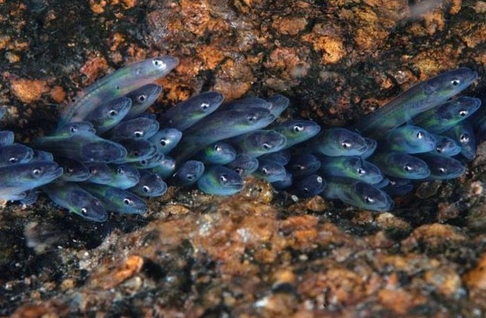 PERJALANAN MIGRASI SIDAT YANG FENOMENAL