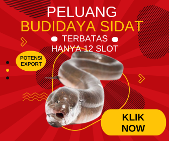 Sidat Unagi Sebagai Binatang Katadromus, Apa itu ?