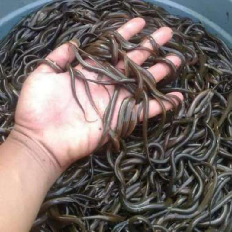 Cara Budidaya Sidat Mari Mengenal Ikan Sidat