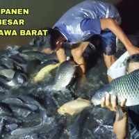 Panduan Budi Daya Ikan Mas, Baca ini Dulu Sebelum Mulai Budidaya