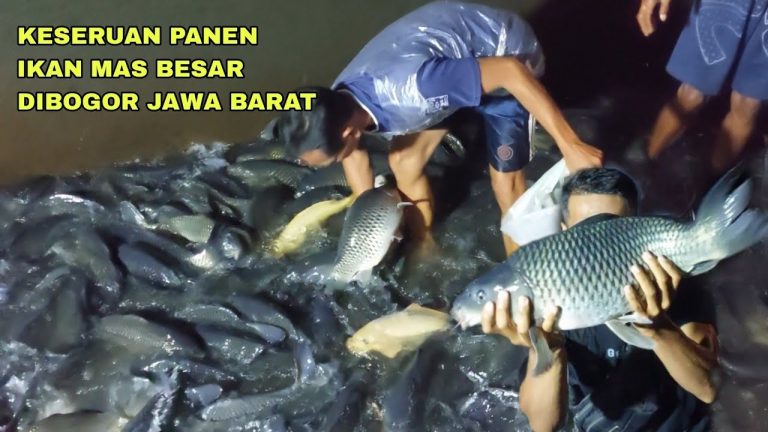 Panduan Budi Daya Ikan Mas, Baca ini Dulu Sebelum Mulai Budidaya